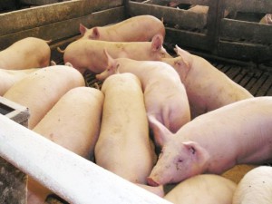 Crescatorii de pasari si porcine primesc sprijin pentru bunastarea animalelor